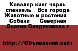 Кавалер кинг чарль спаниель - Все города Животные и растения » Собаки   . Северная Осетия,Владикавказ г.